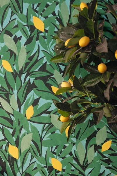 CASSIS Wallpaper