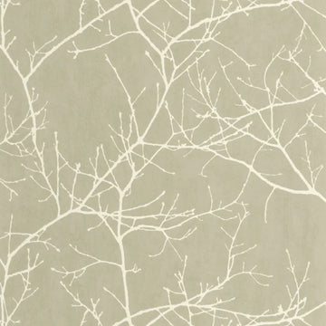 Lichen
